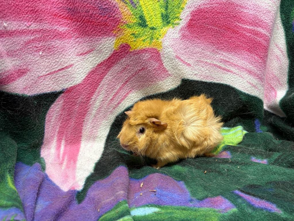 Enlarge Isla, a Adoptable Guinea Pig in Elizabethtown, KY image 1/1