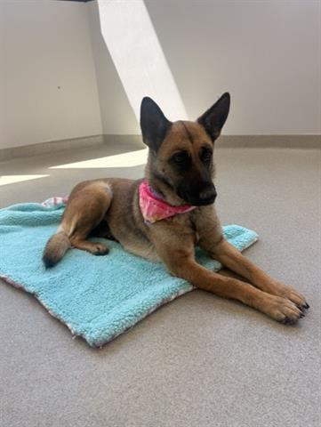 Enlarge BRENDA, a Adoptable Belgian Shepherd / Malinois in San Martin, CA image 1/1