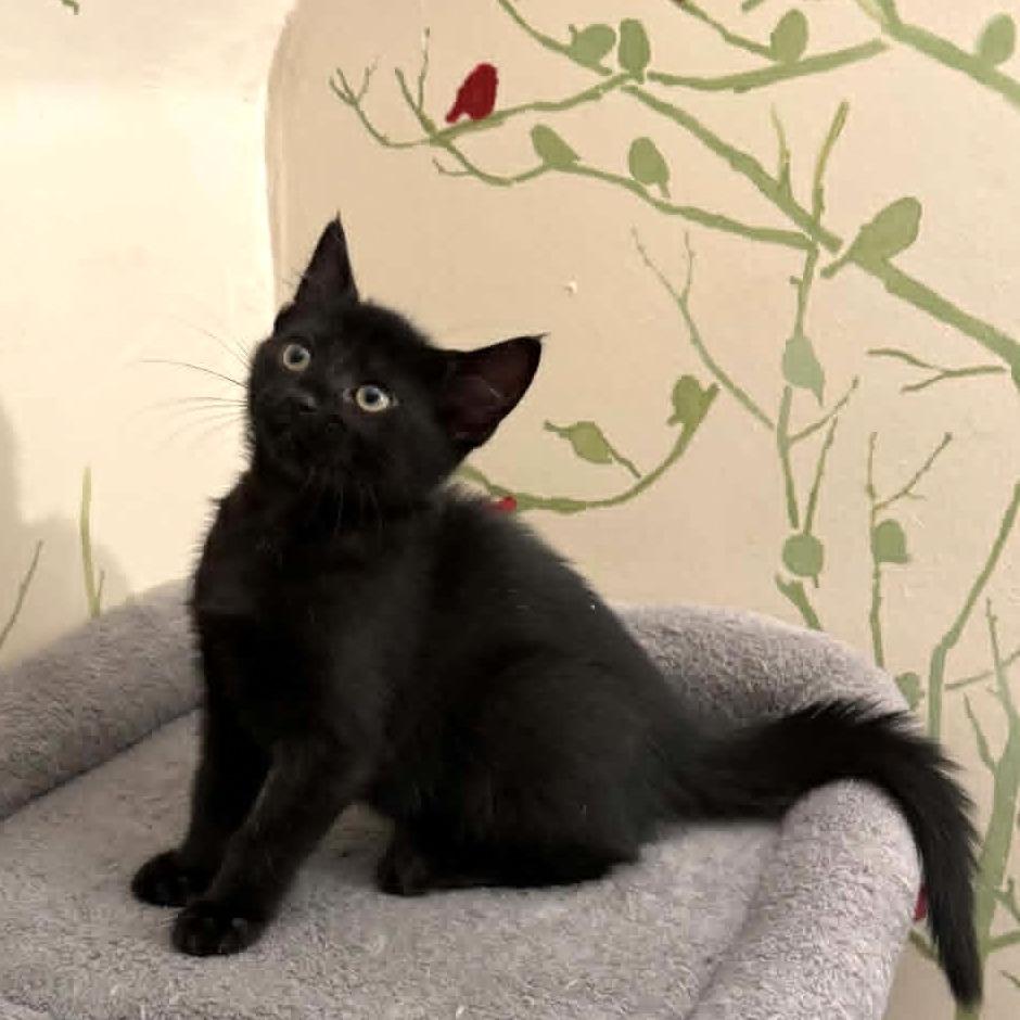 Fauna, Adoptable, Kitten Female Domestic Medium Hair.