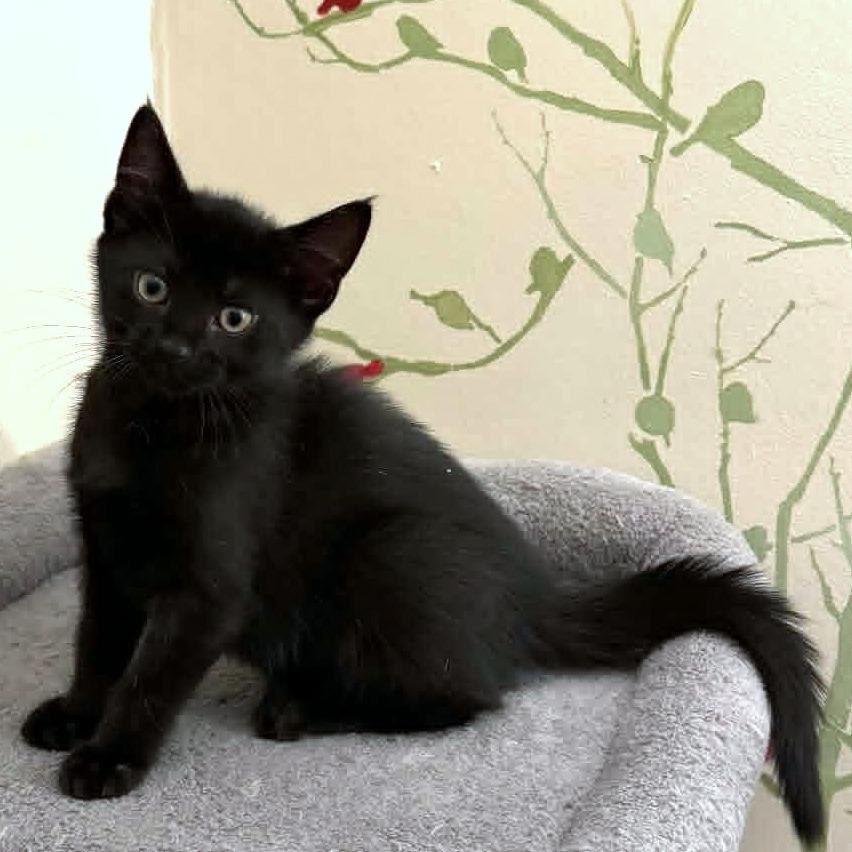 Enlarge Fauna, a Adoptable Domestic Medium Hair in FAIRWAY, KS image 2/2