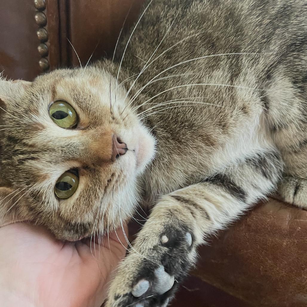 Little Debbie, Adoptable, Adult Female Domestic Short Hair.
