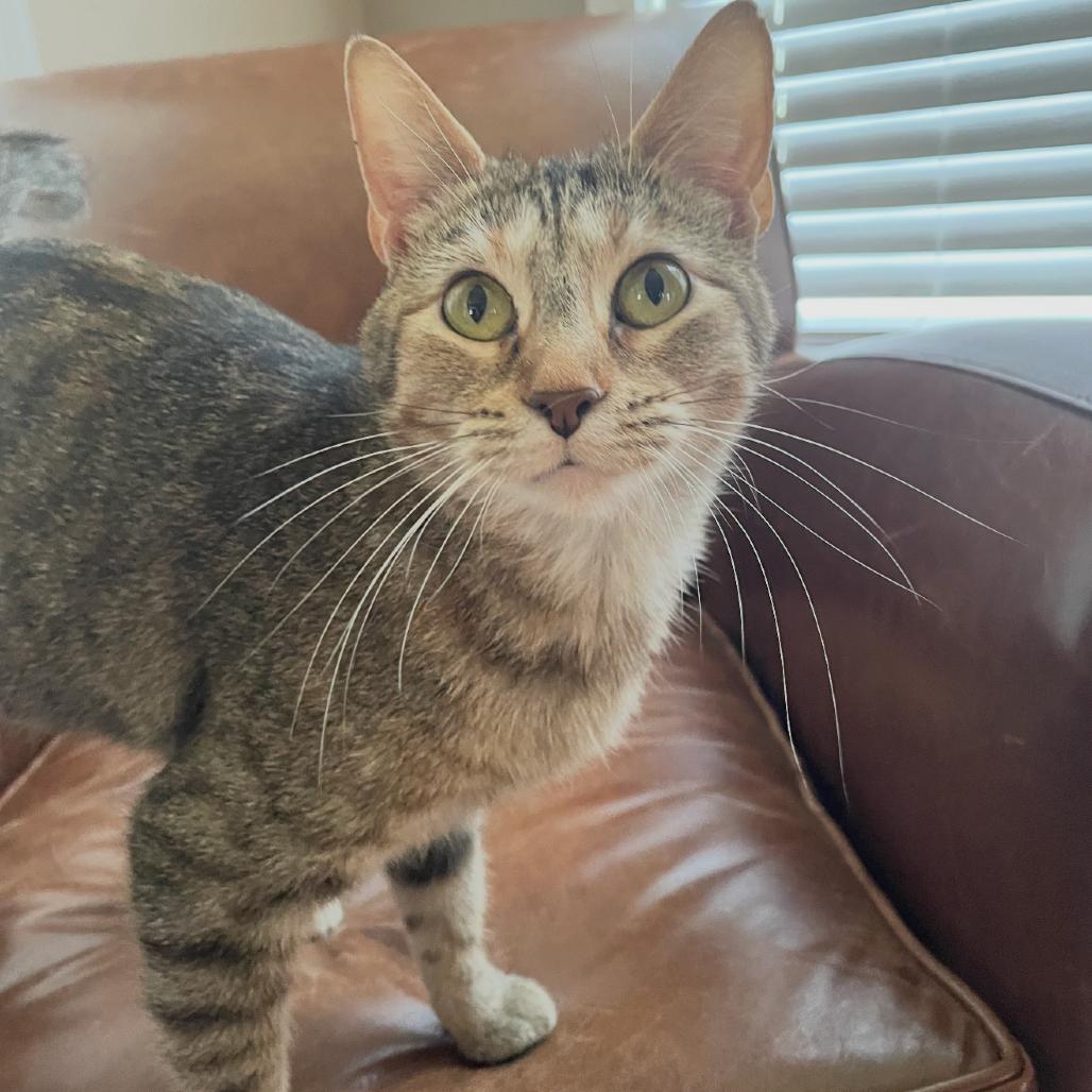 Enlarge Little Debbie, a Adoptable Domestic Short Hair in Granby, MO image 2/6