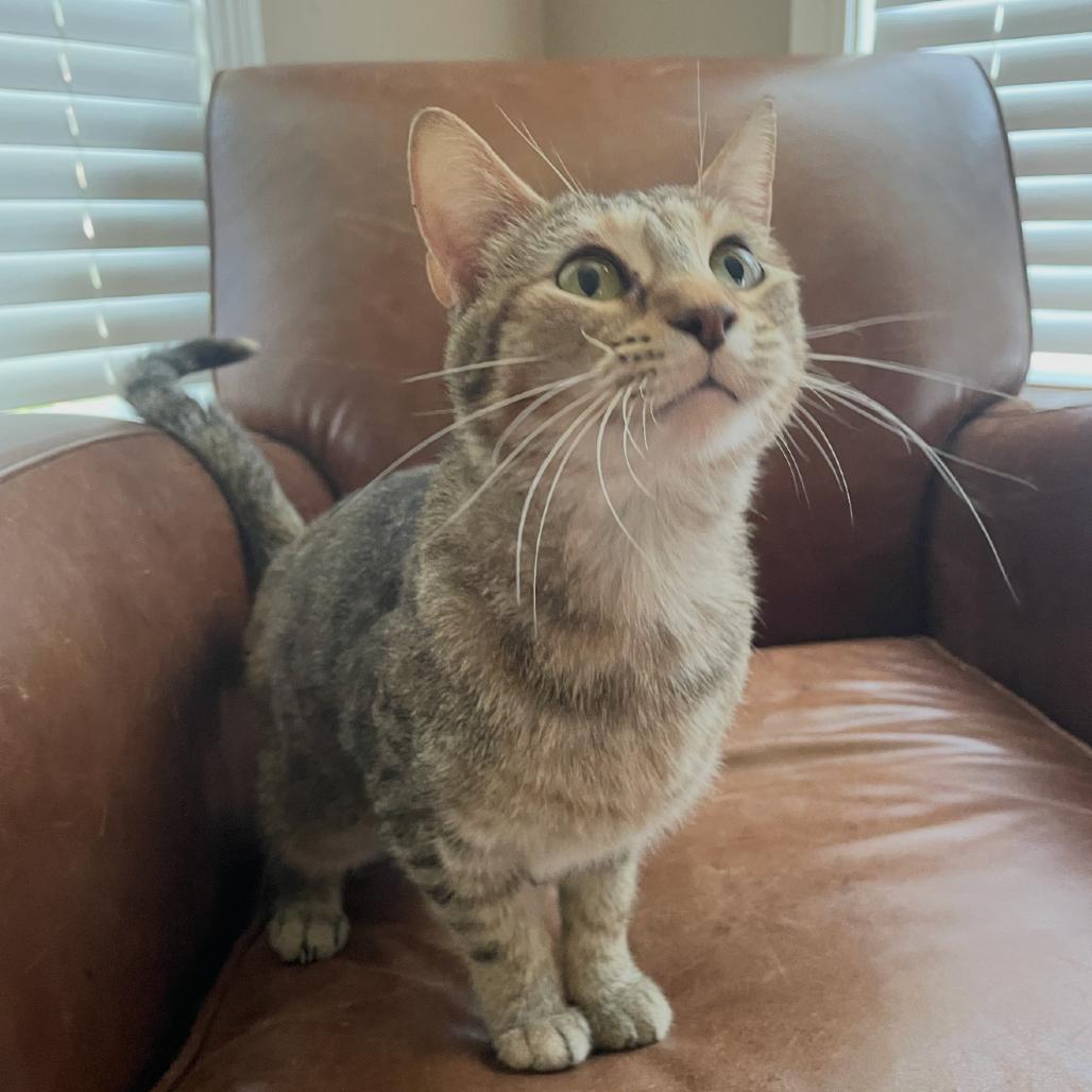 Enlarge Little Debbie, a Adoptable Domestic Short Hair in Granby, MO image 3/6
