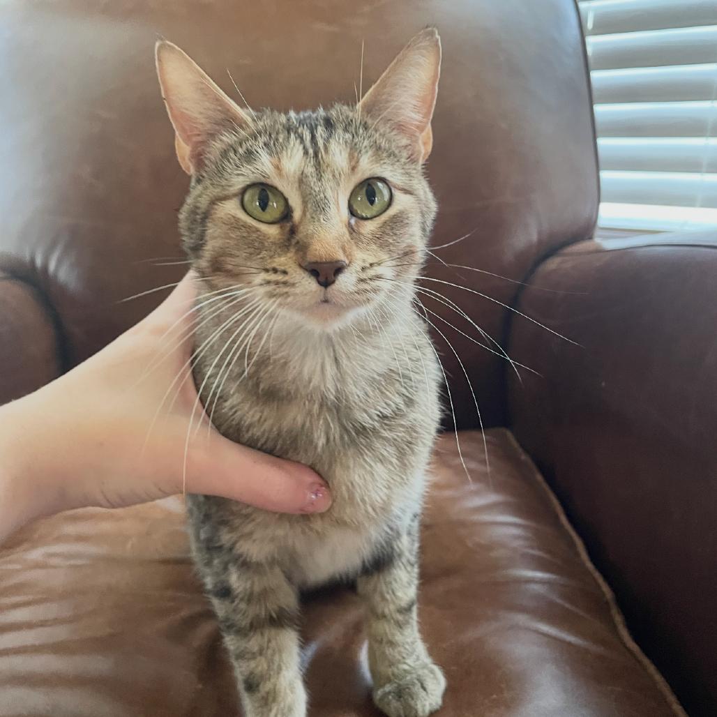 Enlarge Little Debbie, a Adoptable Domestic Short Hair in Granby, MO image 4/6