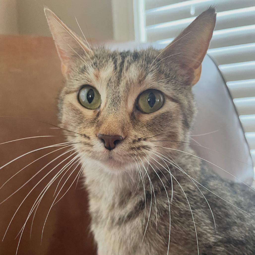 Enlarge Little Debbie, a Adoptable Domestic Short Hair in Granby, MO image 5/6