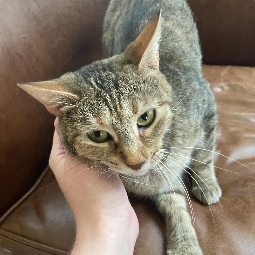 Enlarge Little Debbie, a Adoptable Domestic Short Hair in Granby, MO image 6/6