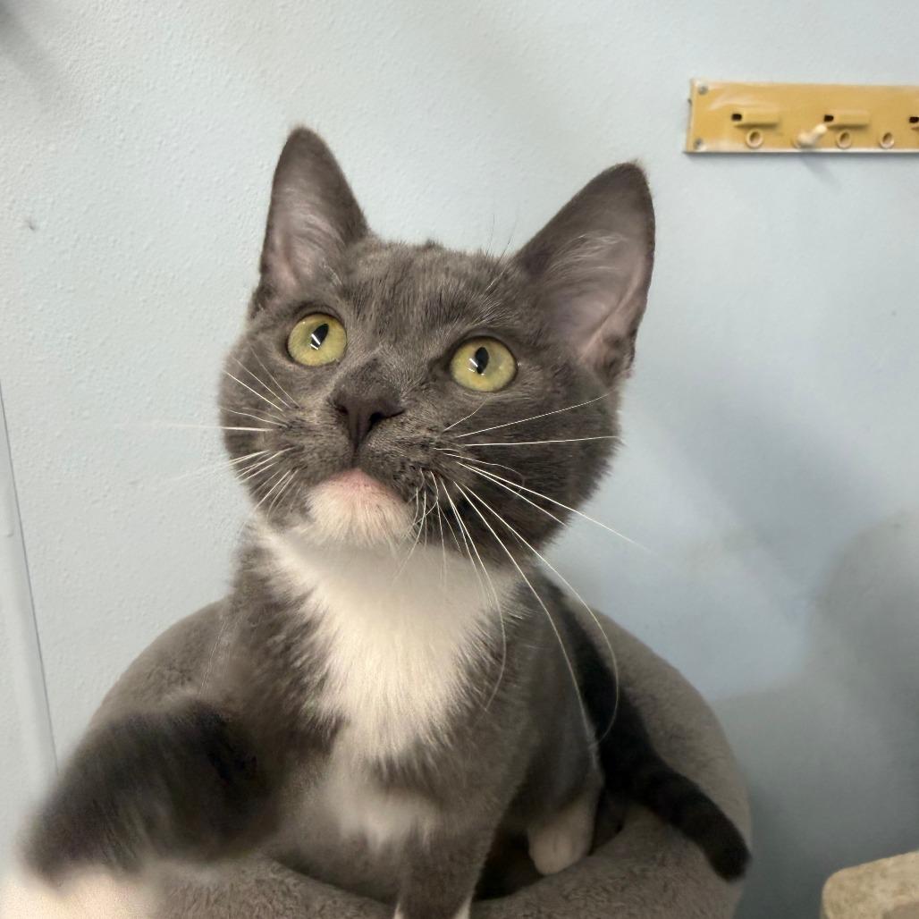 Enlarge Akumal, a Adoptable Domestic Short Hair in Pontiac, IL image 1/5