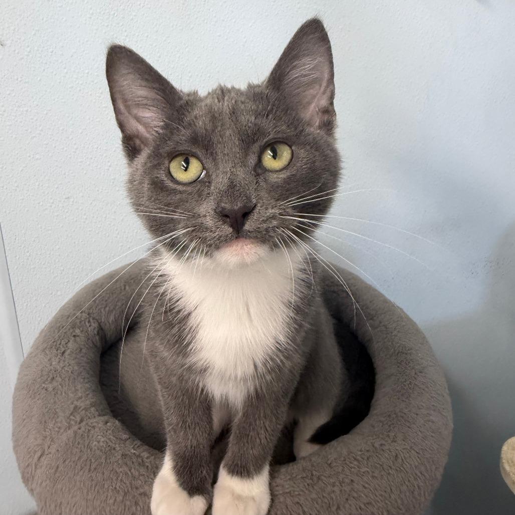 Enlarge Akumal, a Adoptable Domestic Short Hair in Pontiac, IL image 2/5