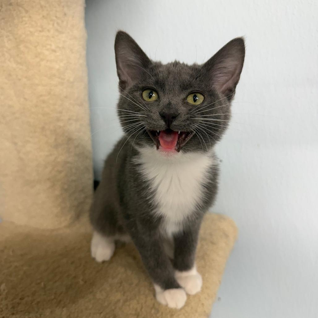 Enlarge Akumal, a Adoptable Domestic Short Hair in Pontiac, IL image 3/5