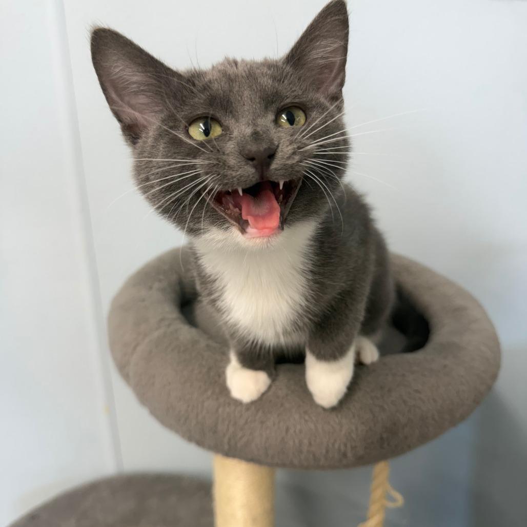 Enlarge Akumal, a Adoptable Domestic Short Hair in Pontiac, IL image 4/5
