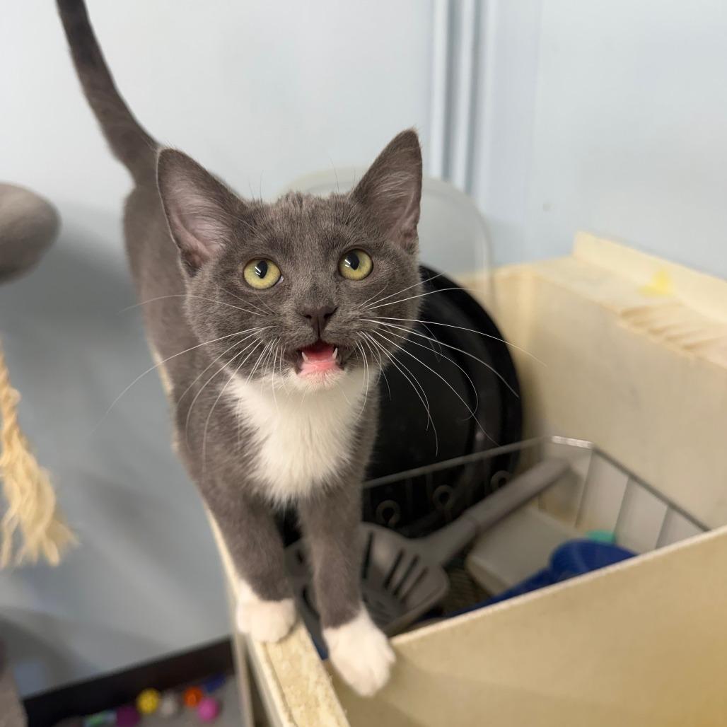 Enlarge Akumal, a Adoptable Domestic Short Hair in Pontiac, IL image 5/5