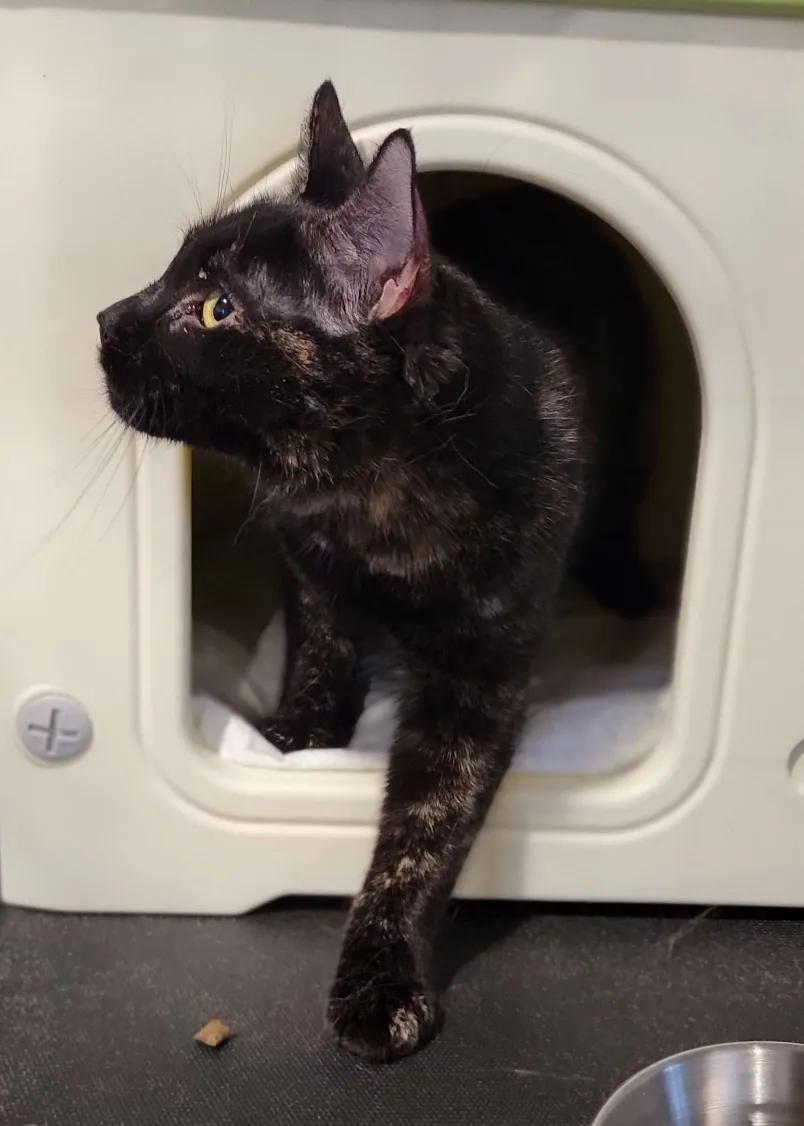 Enlarge Lady Purr, a Adoptable Domestic Short Hair in Florham Park, NJ image 2/4