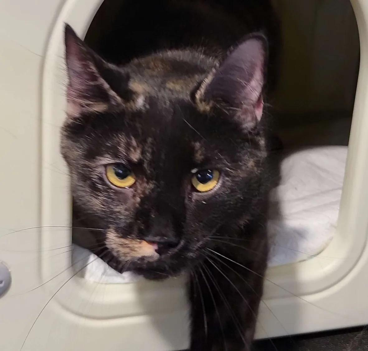 Enlarge Lady Purr, a Adoptable Domestic Short Hair in Florham Park, NJ image 1/4