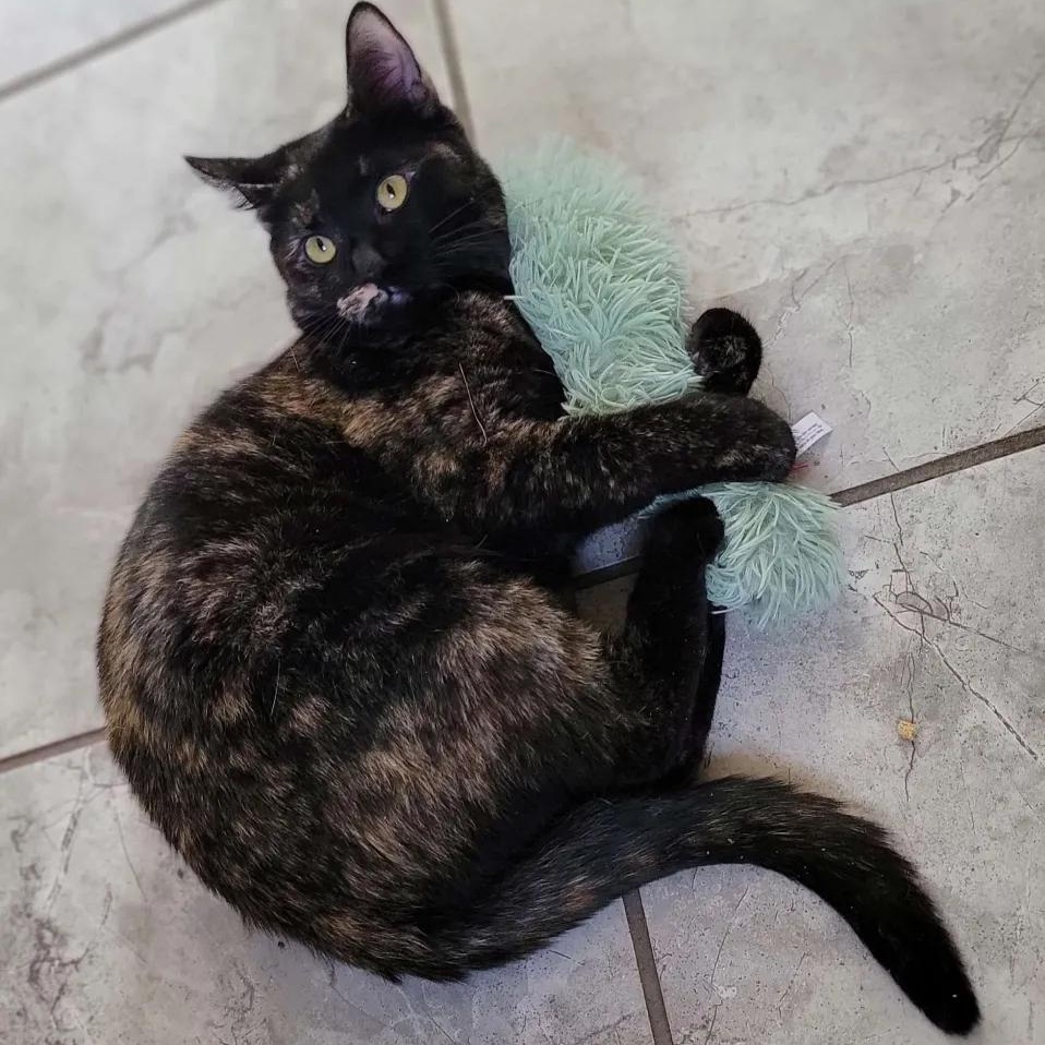 Enlarge Lady Purr, an adopted Domestic Short Hair in Florham Park, NJ image 1/5