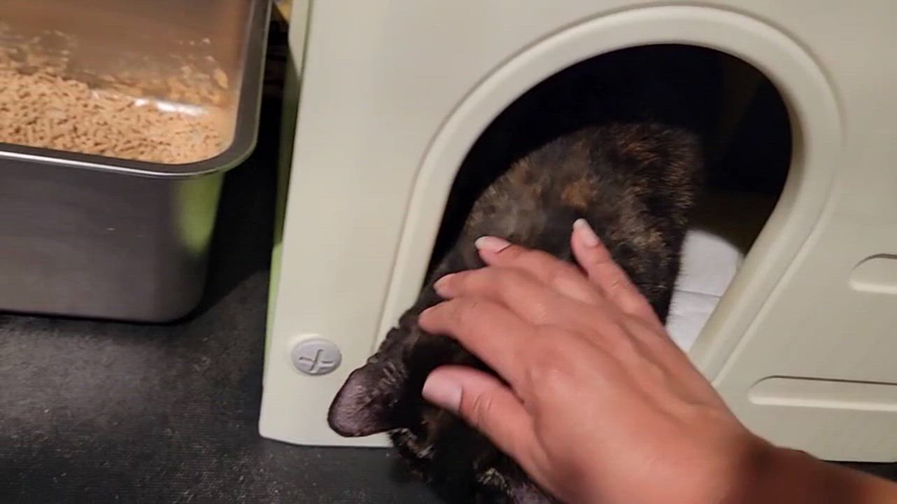 Enlarge Lady Purr, a Adoptable Domestic Short Hair in Florham Park, NJ video 3/4