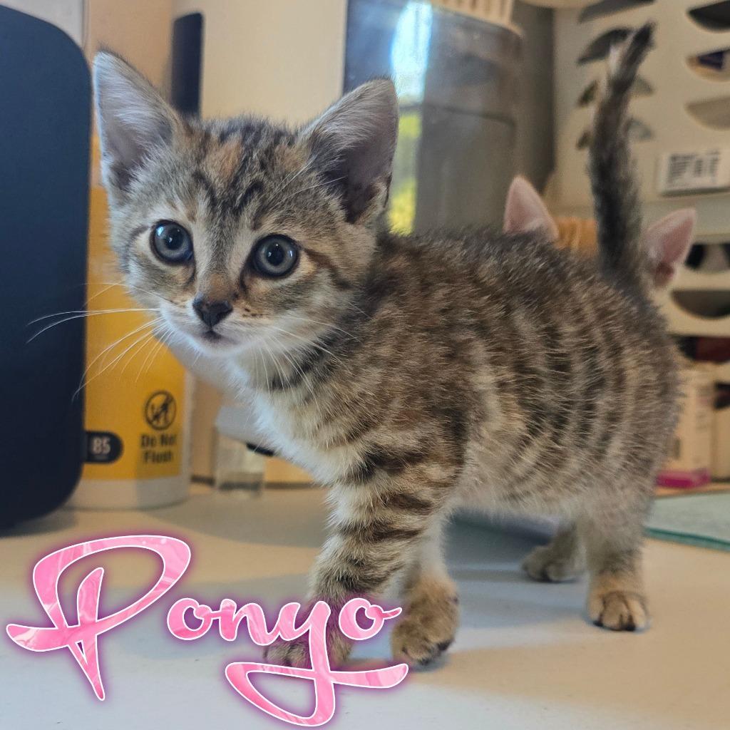Ponyo, Adoptable, Kitten Female Domestic Short Hair.