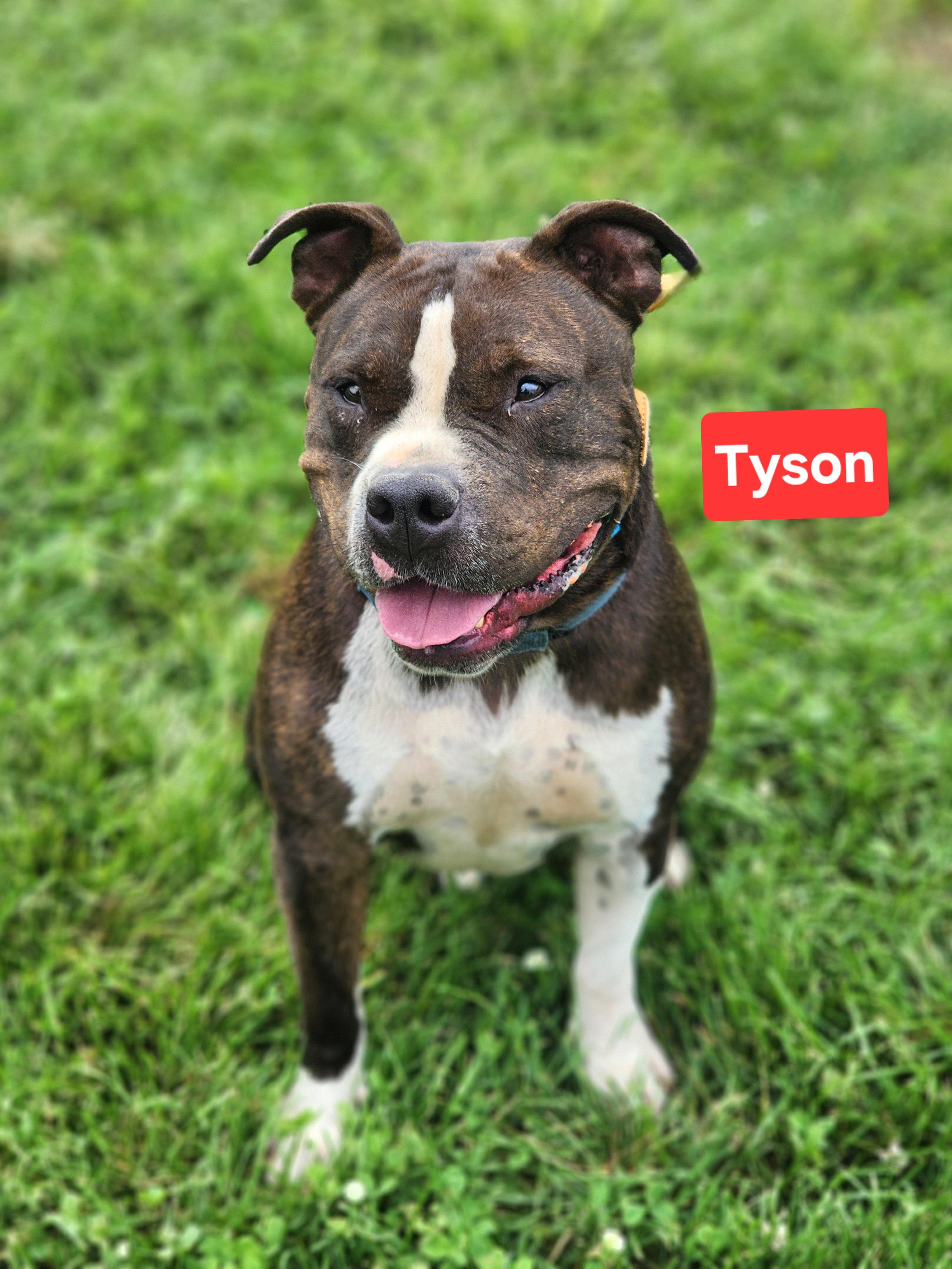 Enlarge Tyson, a Adoptable mixed breed in Clinton, MO image 3/3