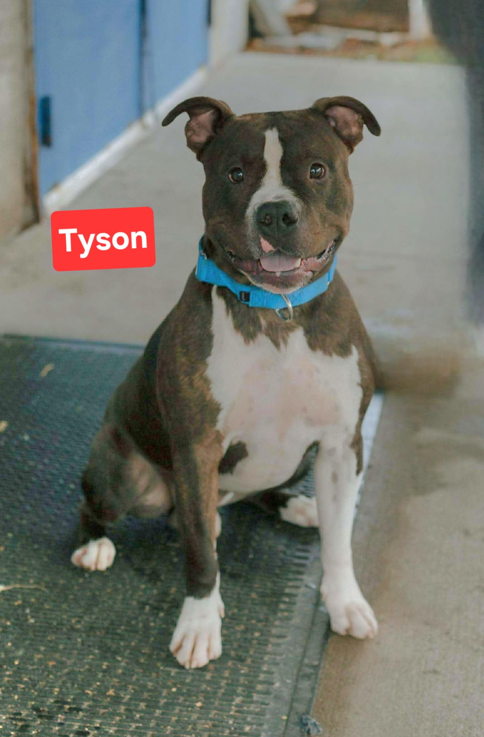 Tyson, Adoptable, Adult Male Terrier & Boxer.