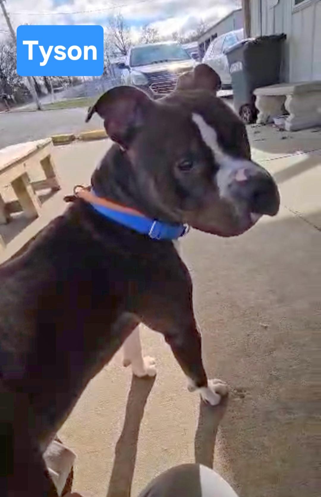 Tyson, a Adoptable mixed breed in Clinton, MO image 2/2