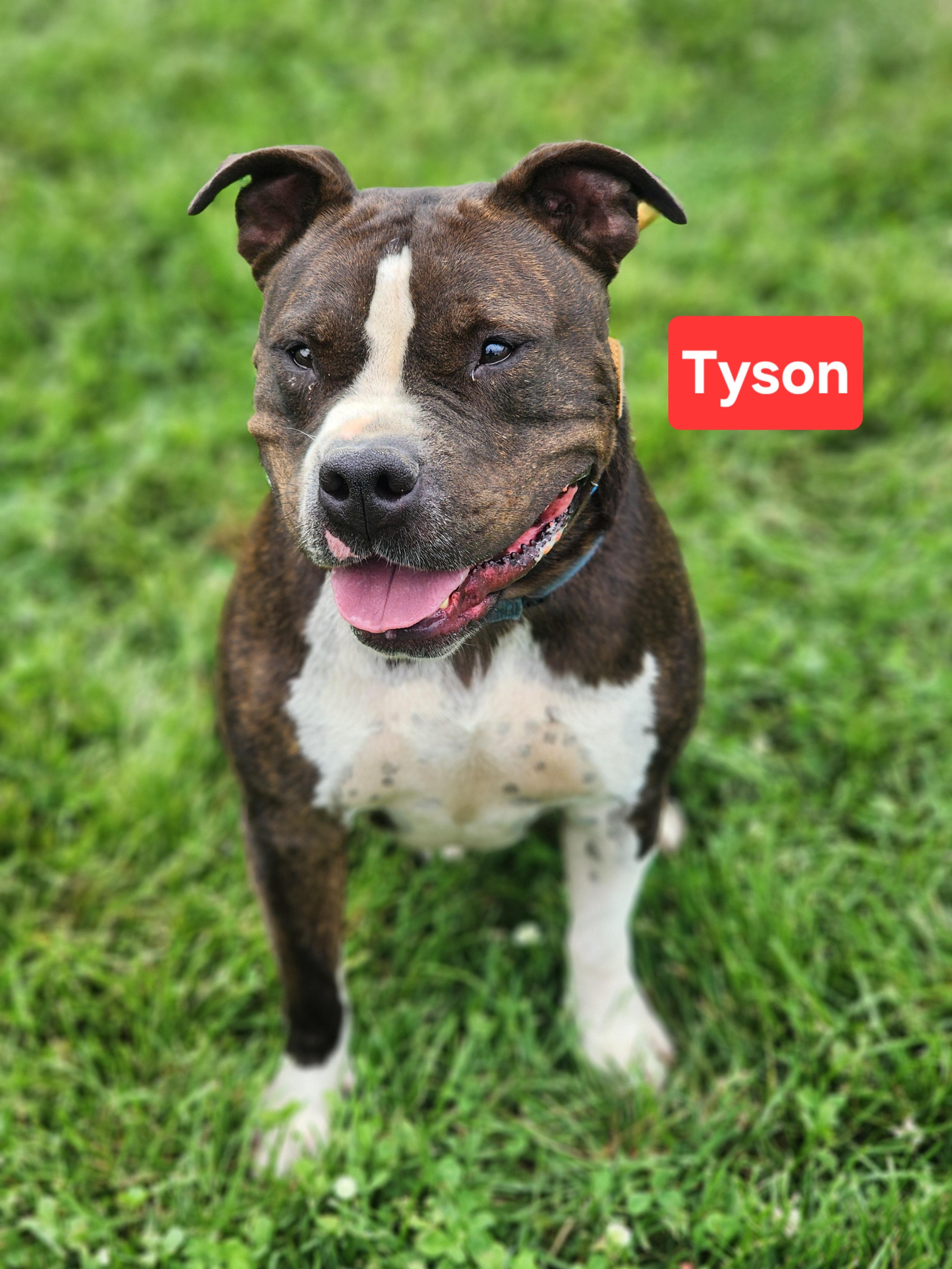 Enlarge Tyson, a Adoptable mixed breed in Clinton, MO image 1/3