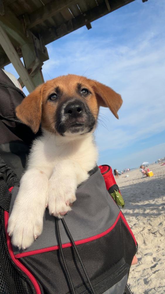 Star, Adopted, Puppy Female Great Pyrenees & Anatolian Shepherd.