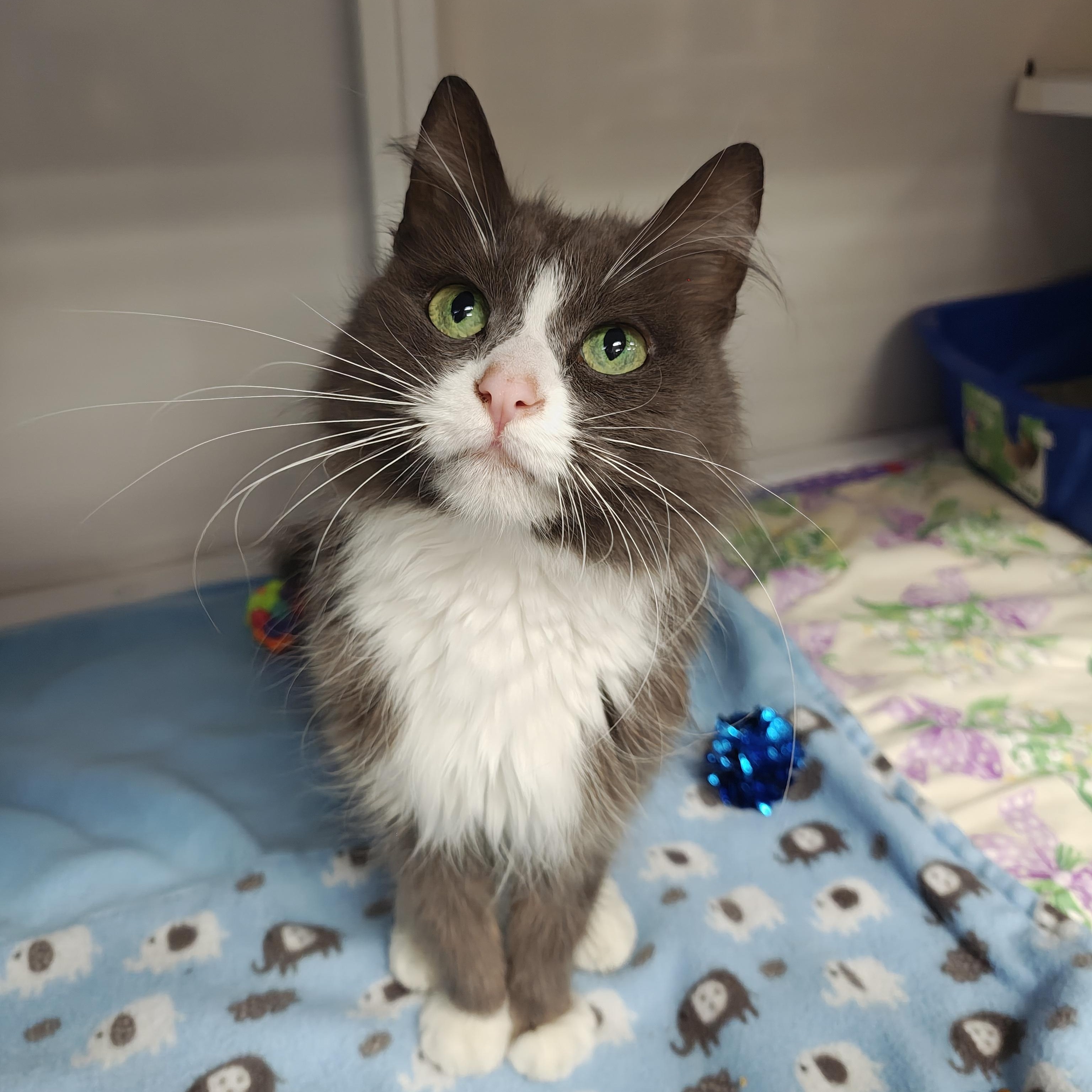 Enlarge Gracie, a Adoptable Domestic Medium Hair in Oconto, WI image 1/4