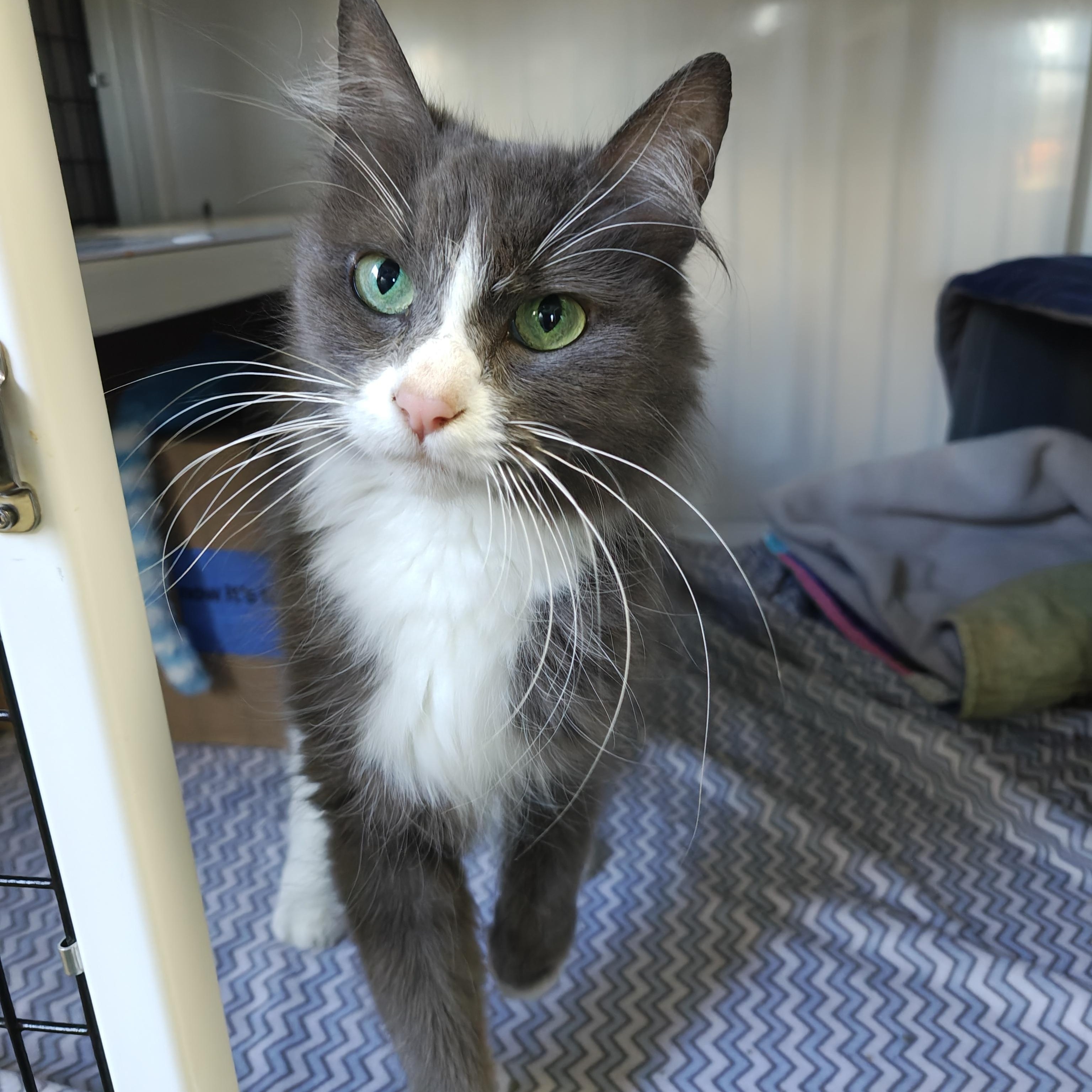 Enlarge Gracie, a Adoptable Domestic Medium Hair in Oconto, WI image 4/4