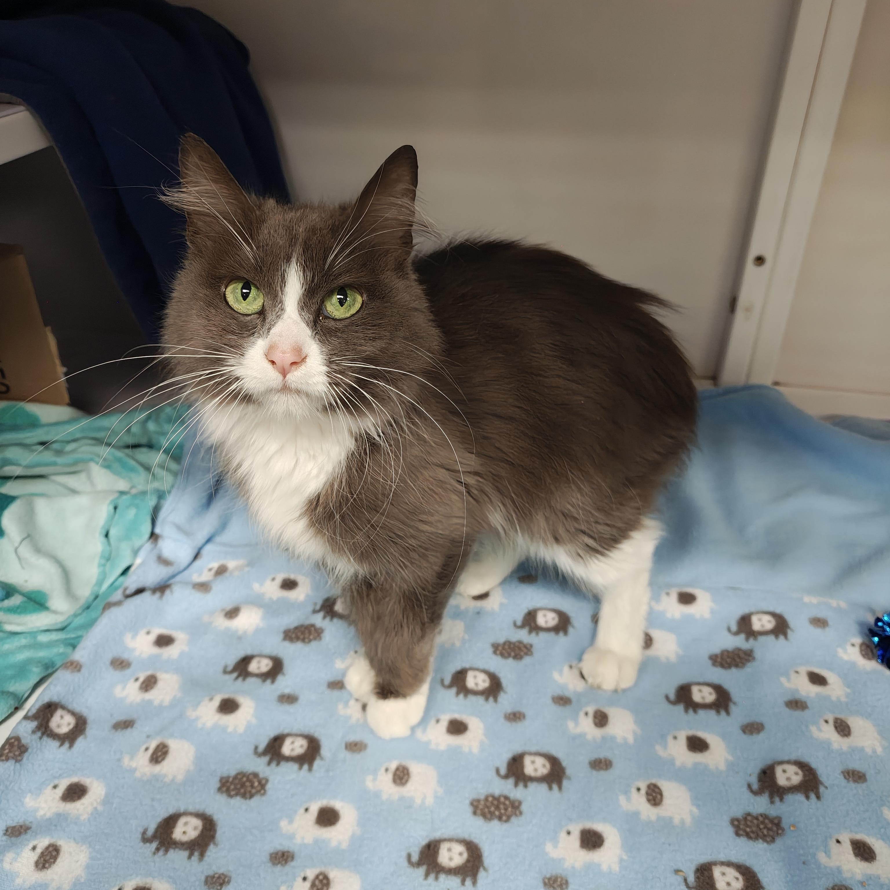 Enlarge Gracie, a Adoptable Domestic Medium Hair in Oconto, WI image 2/4