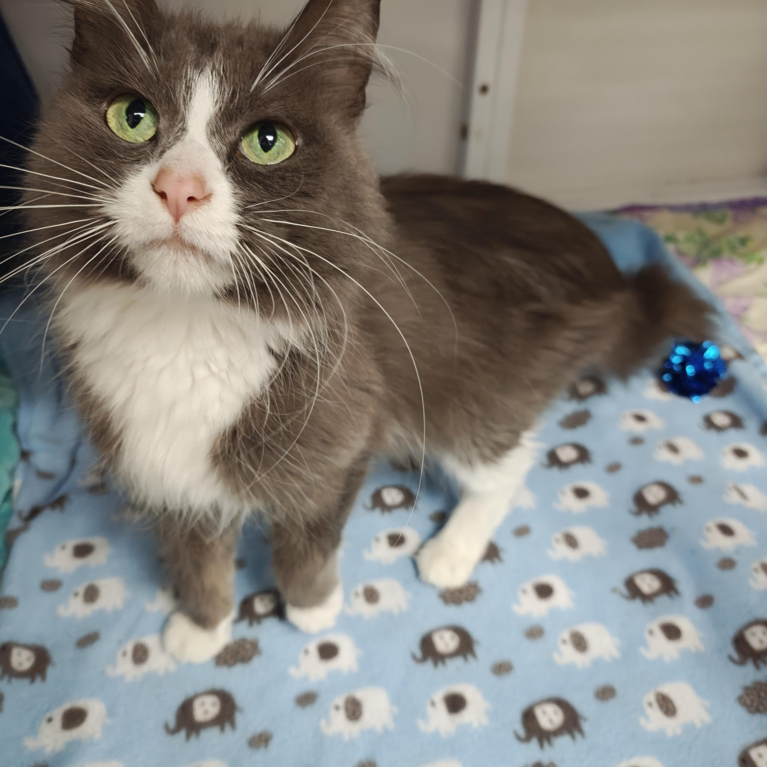 Enlarge Gracie, a Adoptable Domestic Medium Hair in Oconto, WI image 3/4