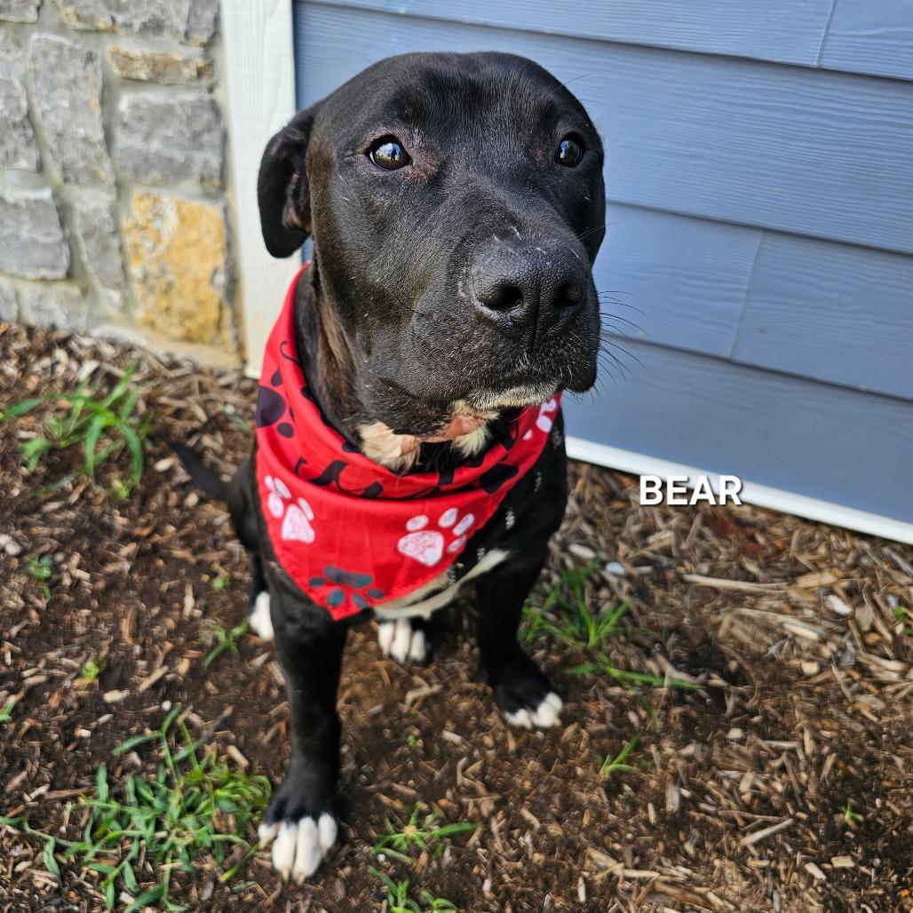 Bear, Adoptable, Adult Male Pit Bull Terrier & Mixed Breed.