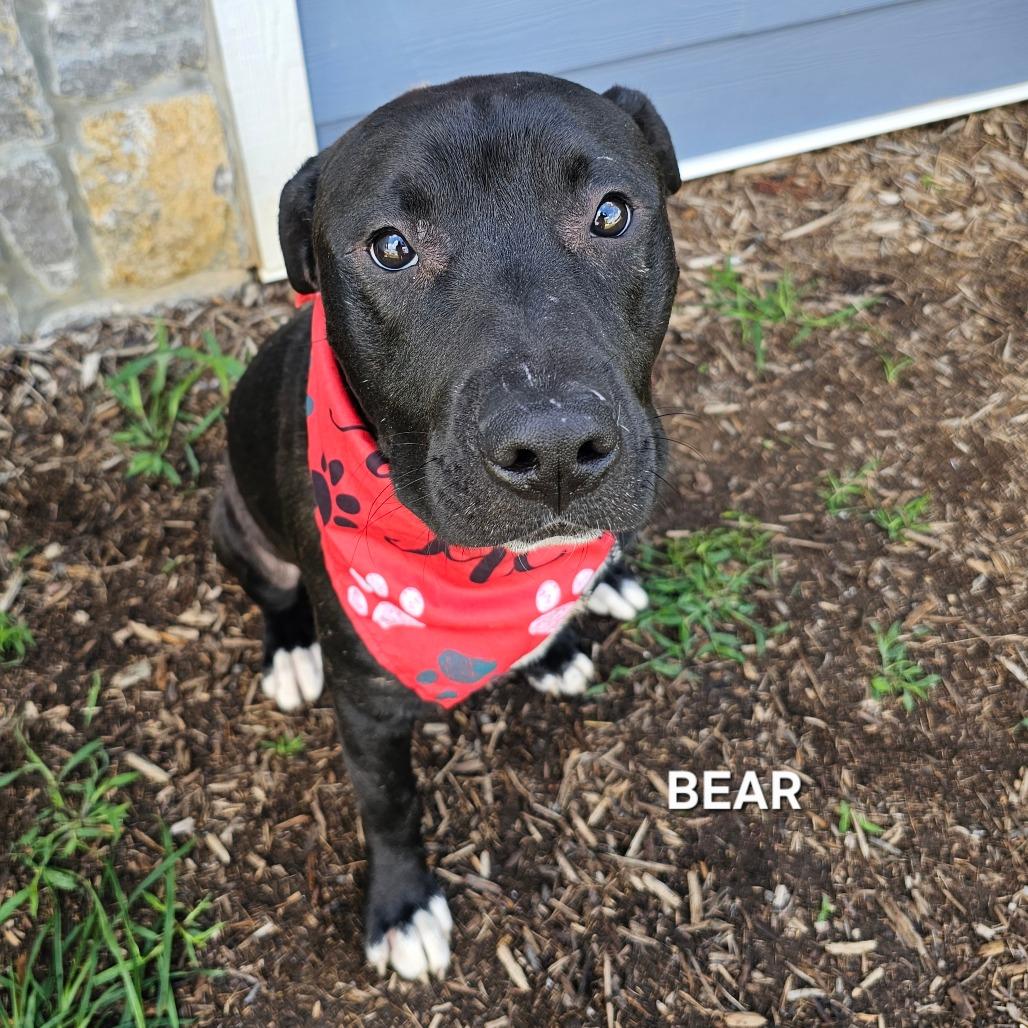 Enlarge Bear, a Adoptable mixed breed in Madisonville, TN image 2/4