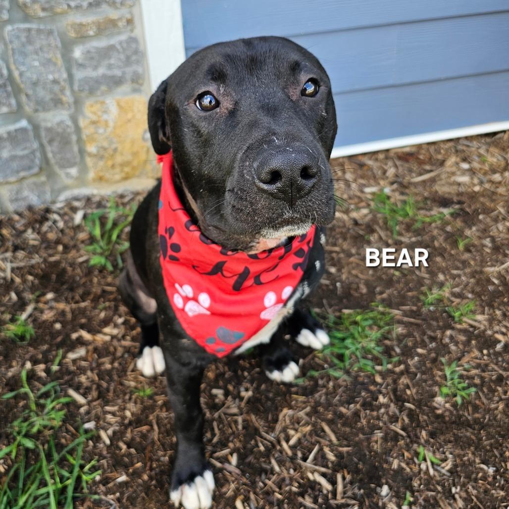Enlarge Bear, a Adoptable mixed breed in Madisonville, TN image 3/4