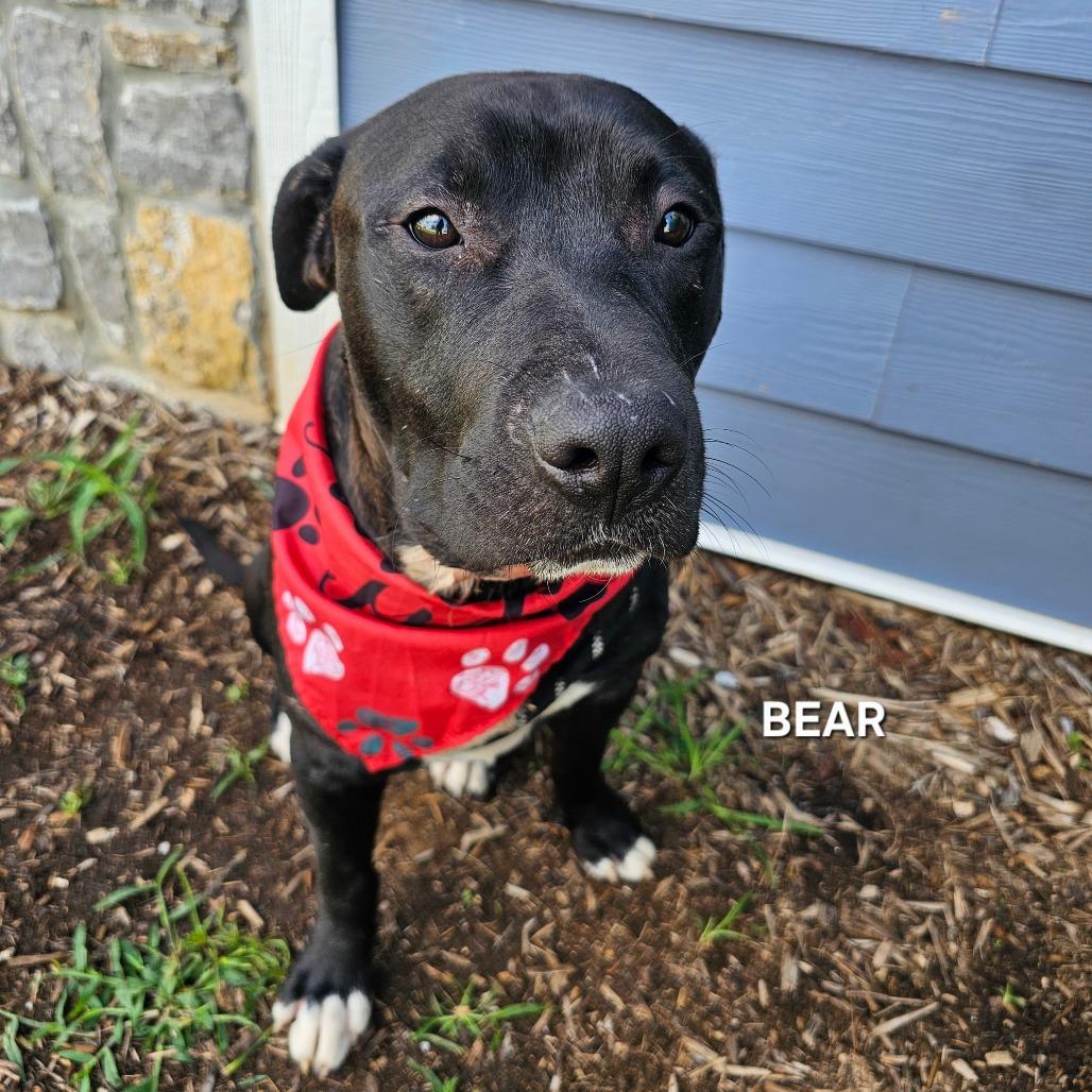 Enlarge Bear, a Adoptable mixed breed in Madisonville, TN image 4/4