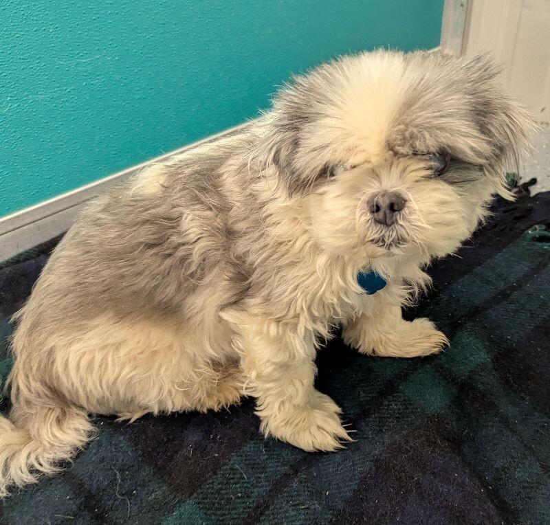 Enlarge Jackson, a Adoptable Shih Tzu in Yankton, SD image 1/5