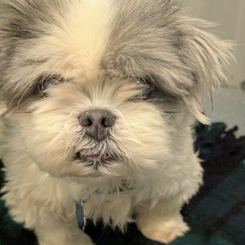 Enlarge Jackson, a Adoptable Shih Tzu in Yankton, SD image 2/5