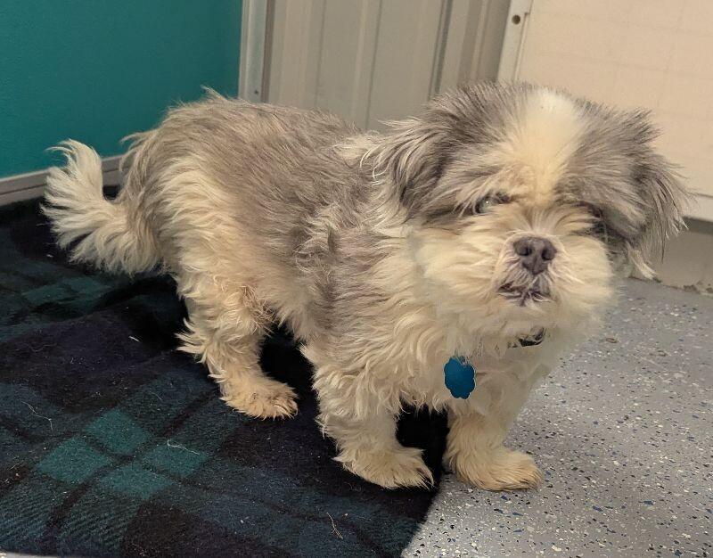 Enlarge Jackson, a Adoptable Shih Tzu in Yankton, SD image 3/5