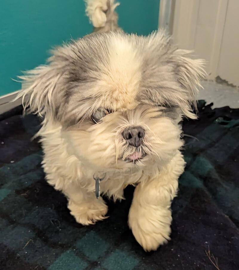 Enlarge Jackson, a Adoptable Shih Tzu in Yankton, SD image 4/5
