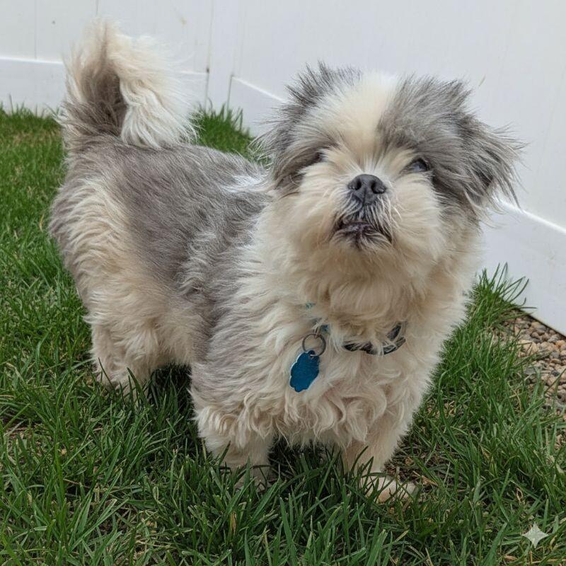 Enlarge Jackson, a Adoptable Shih Tzu in Yankton, SD image 5/5