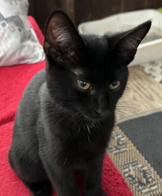 Enlarge Pinky, a Adoptable Domestic Short Hair in Wadsworth, OH image 4/4