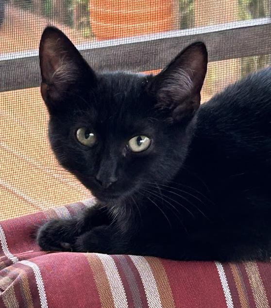 Enlarge Pinky, a Adoptable Domestic Short Hair in Wadsworth, OH image 2/4