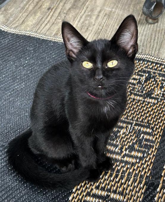 Enlarge Pinky, a Adoptable Domestic Short Hair in Wadsworth, OH image 3/4
