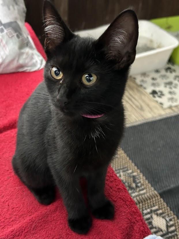 Pinky, Adoptable, Kitten Female Domestic Short Hair.