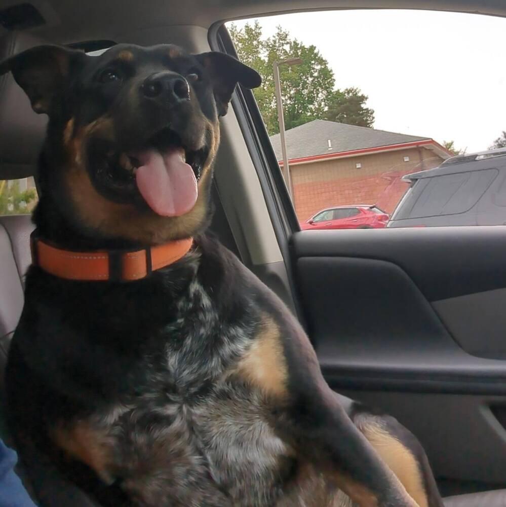 Mozzy, Adoptable, Young Male Rottweiler & Australian Cattle Dog / Blue Heeler.