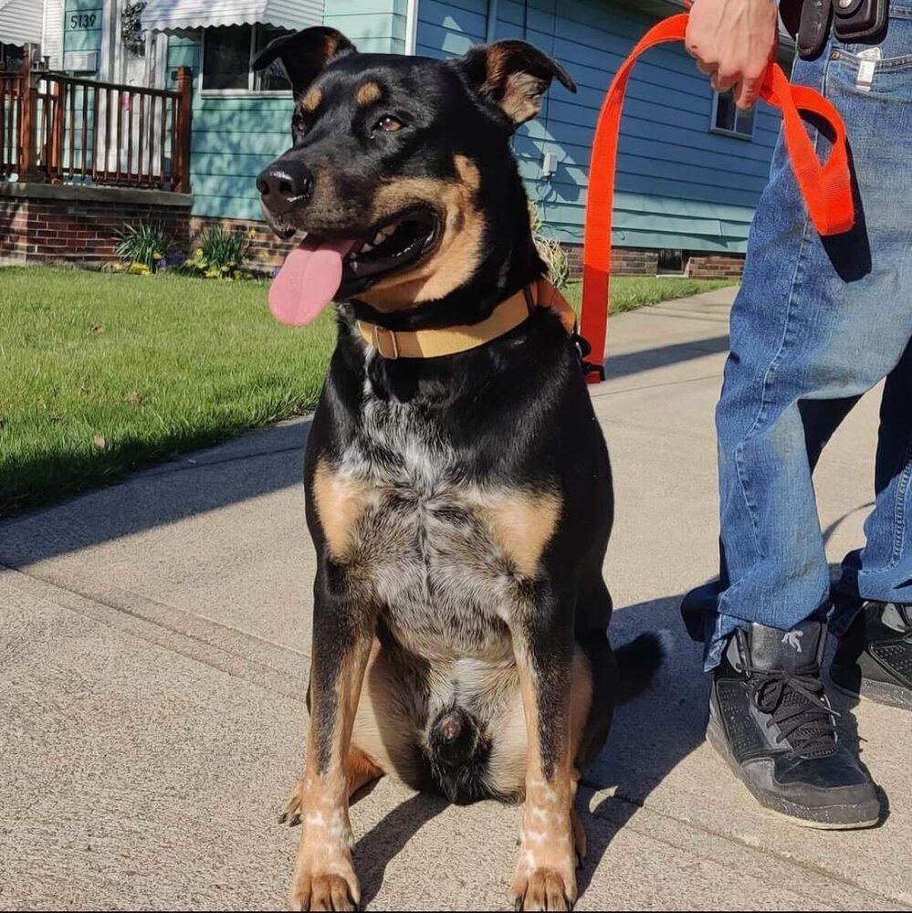 Enlarge Mozzy, a Adoptable mixed breed in Mansfield, OH image 2/3