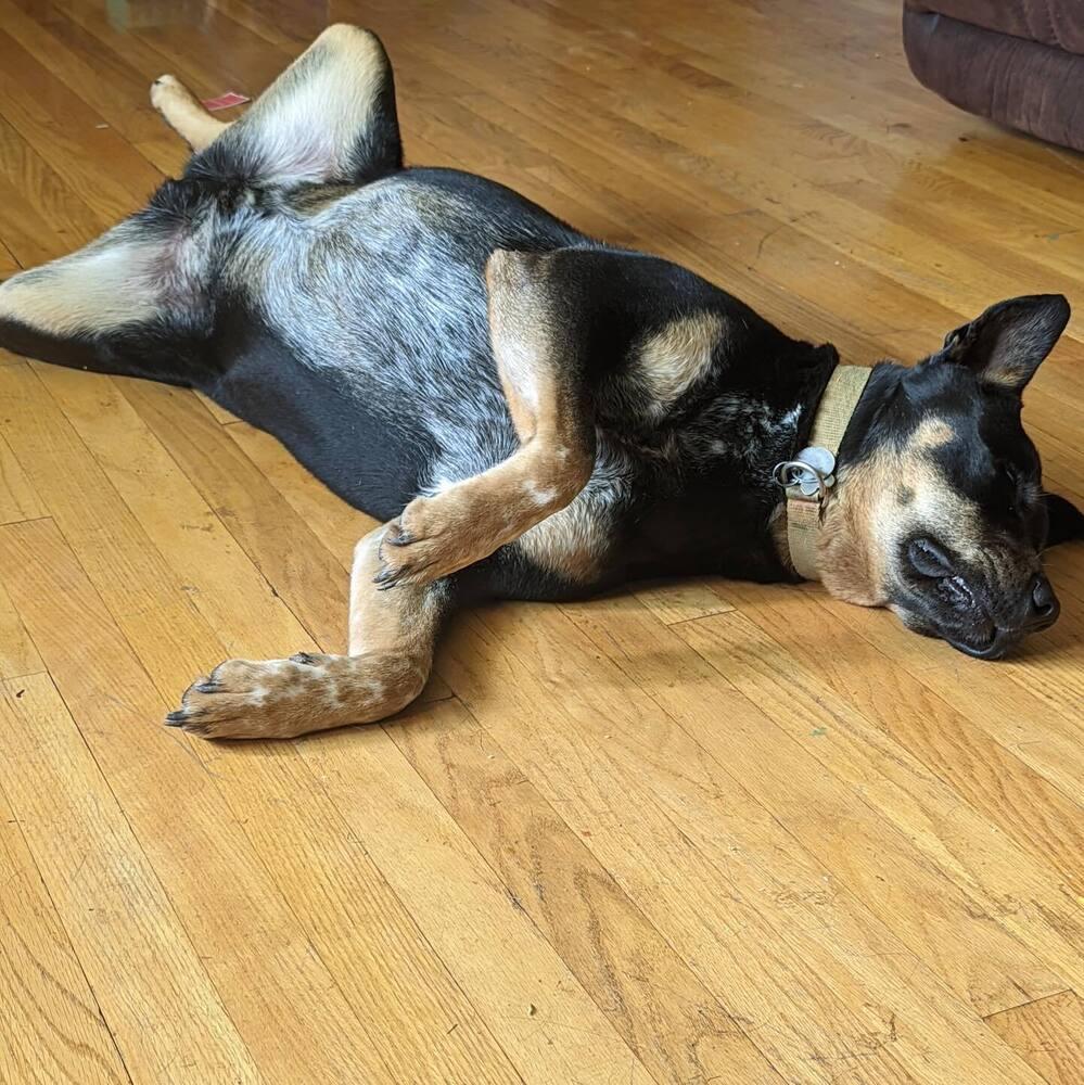 Enlarge Mozzy, a Adoptable mixed breed in Mansfield, OH image 3/3