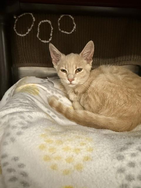 HOBBES, Adoptable, Kitten Male Domestic Short Hair.