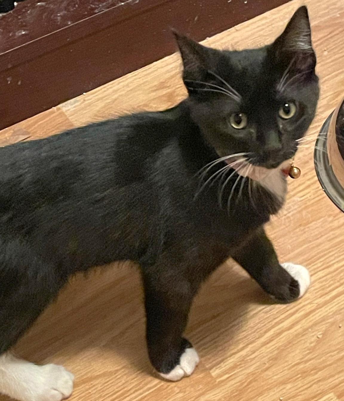 Prada, a Adoptable Domestic Short Hair in Springfield, OR image 2/2