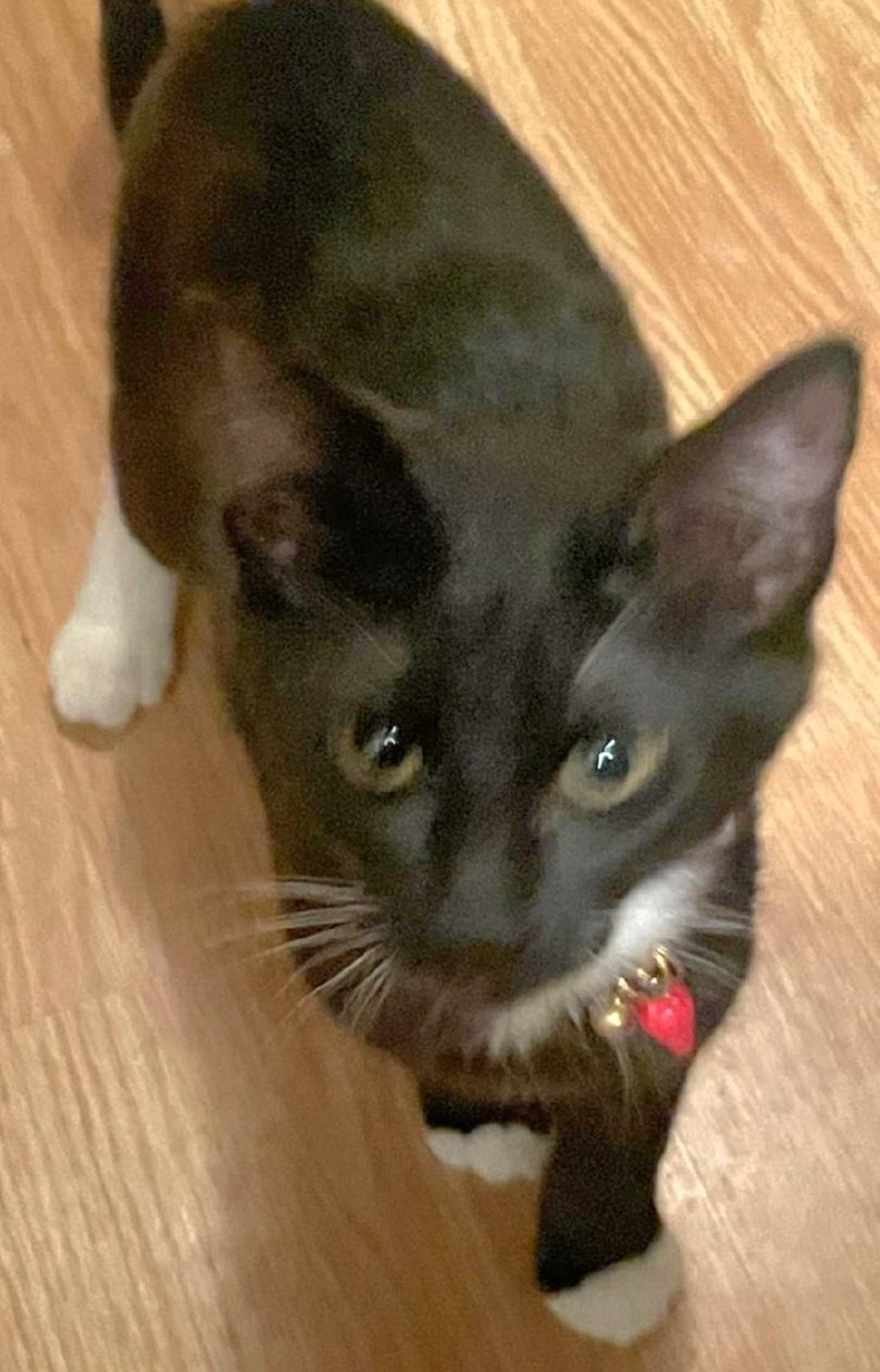 Prada, a Adoptable Domestic Short Hair in Springfield, OR image 1/2