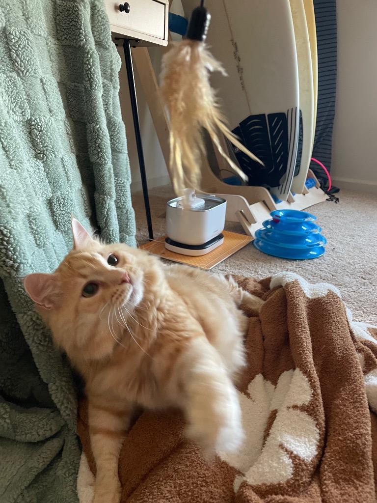 Enlarge Yoshi, a Adoptable mixed breed in Evans, GA image 1/6