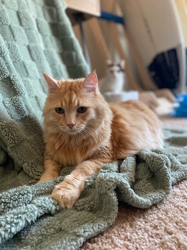 Enlarge Yoshi, a Adoptable mixed breed in Evans, GA image 2/6